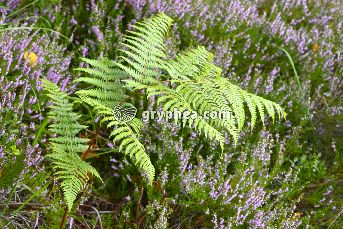 Fougère aigle (Pteridium aquilinum, Vosges) - gryphea.com
